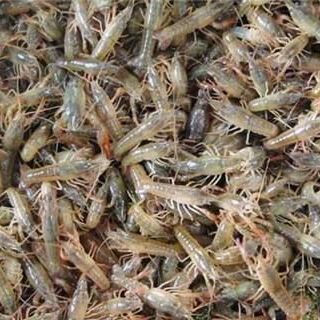 青蝦批發(fā) 16元/斤價格優(yōu)勢下的日用百貨銷售新機遇