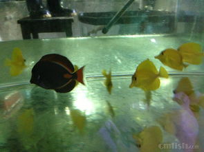 青島鑫源美水族2月20日新到大量進口海水生物，推薦澳洲珊瑚與夏威夷人工五爪貝